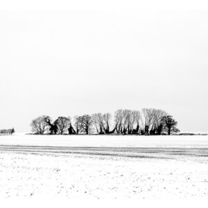 Copse above a frozen field