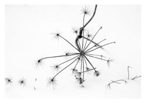 Seedhead Study